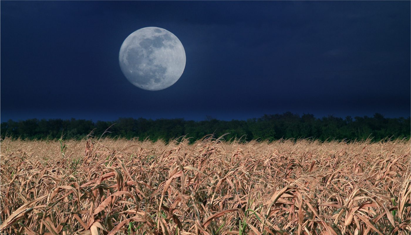 Луна над полями. Кукурузное поле ночью. Ночное поле. Лунное поле. Луна в поле.